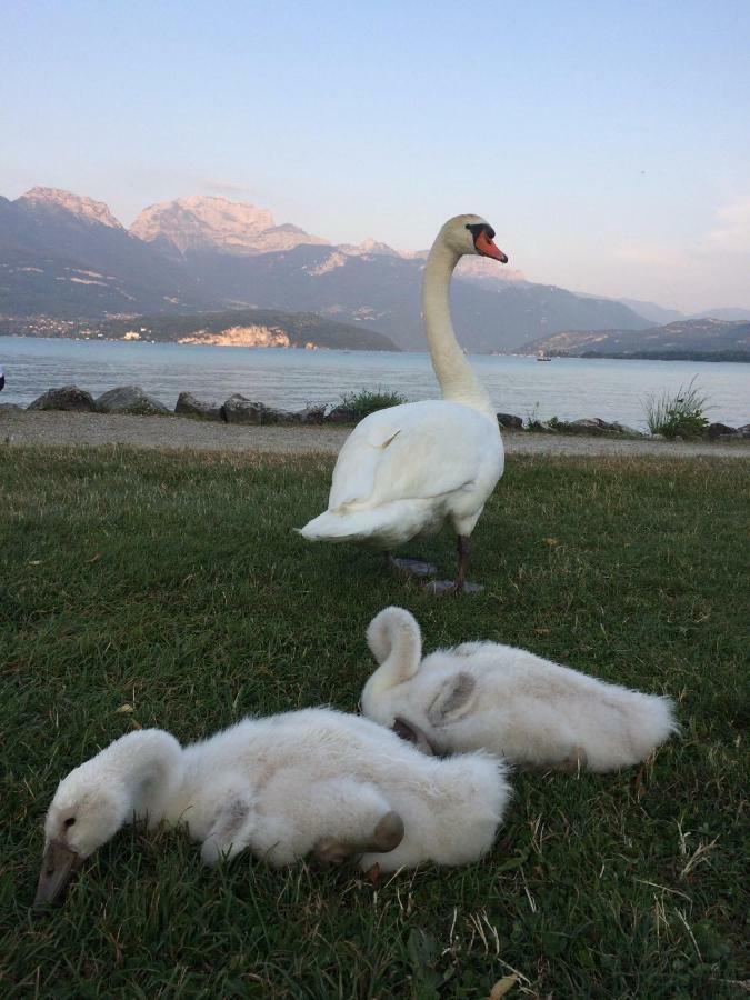 La Baie Des Voiles ,Vue Lac D'Annecy ,Plage Privee Дюен Екстер'єр фото